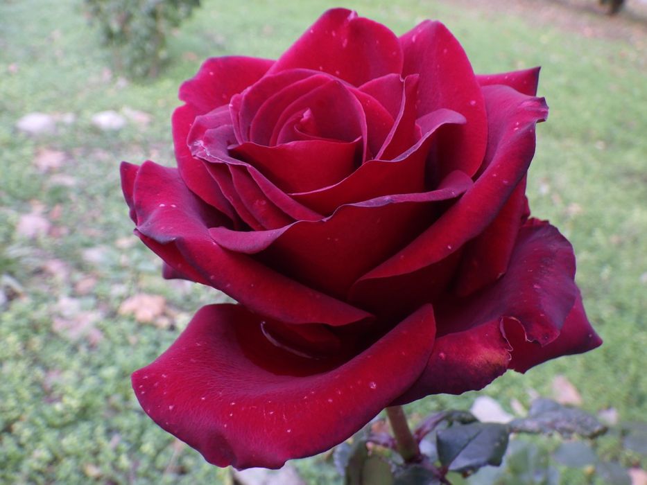 Фотапарат за подводни снимки Ricoh WG-6