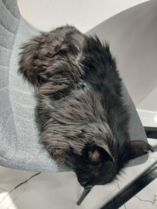 Мысық сатылады, бағасы келісімді