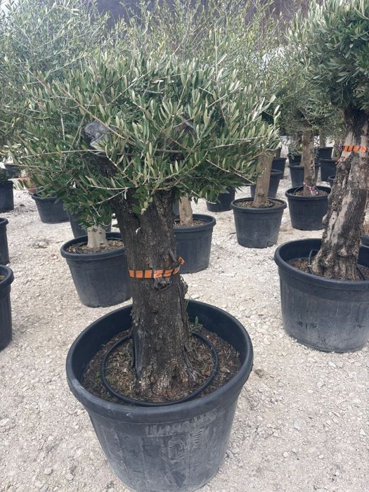 Măslini bonsai ,seculari