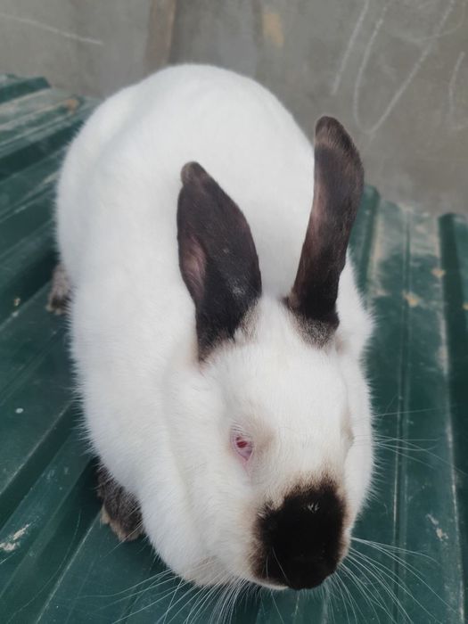 Kaliforniya quyonlar bollari