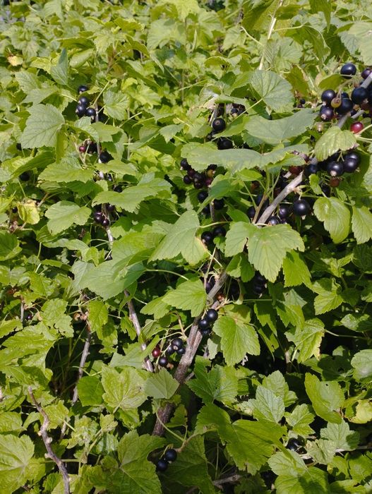 Продам чёрную смородину, дачная
