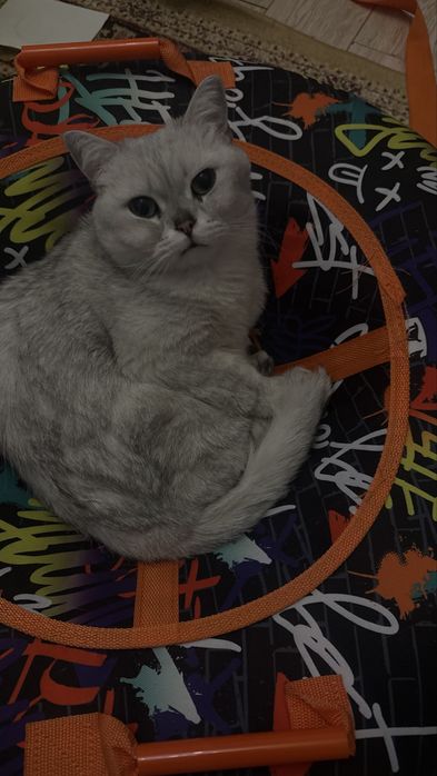 Продам кота в хорошие руки