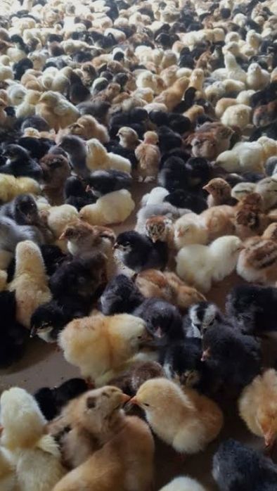 Xonaki jójalar sotiladi