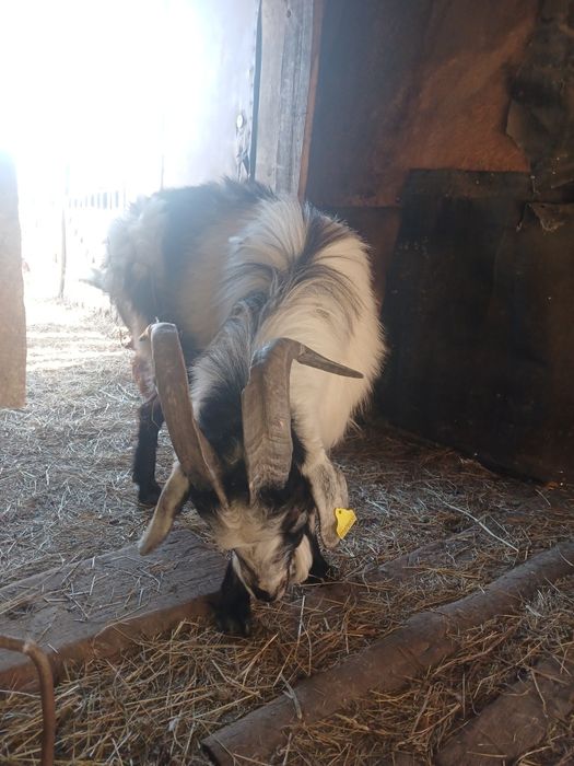 Продам козла 1,5 года