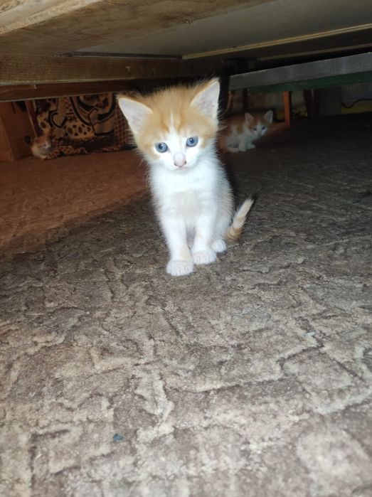 Отдаем бесплатно котят!