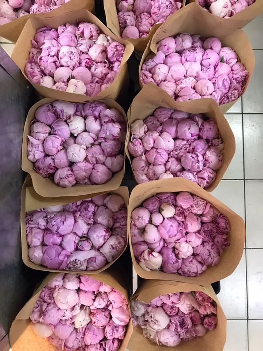 Голландские пионы цветы букеты