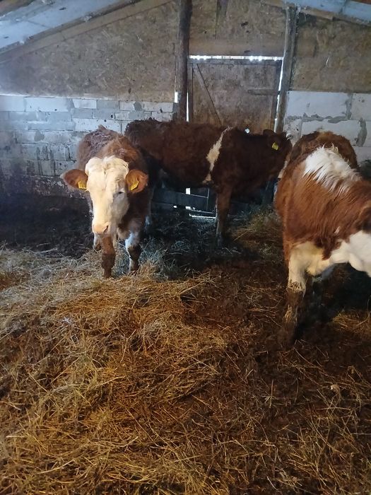 Vând 4 vitele baltate