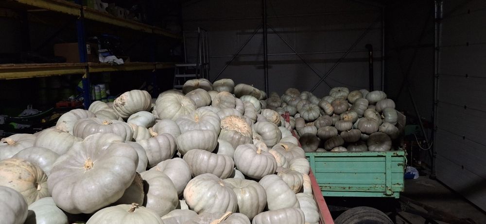 Dovleac pentru copt placinte