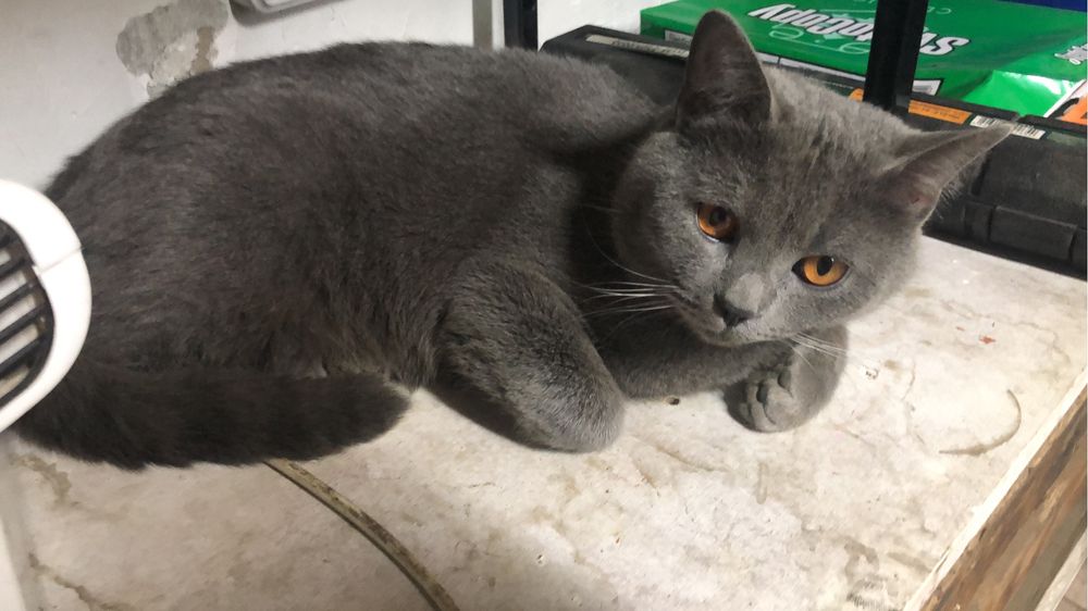 Связка, случка кота