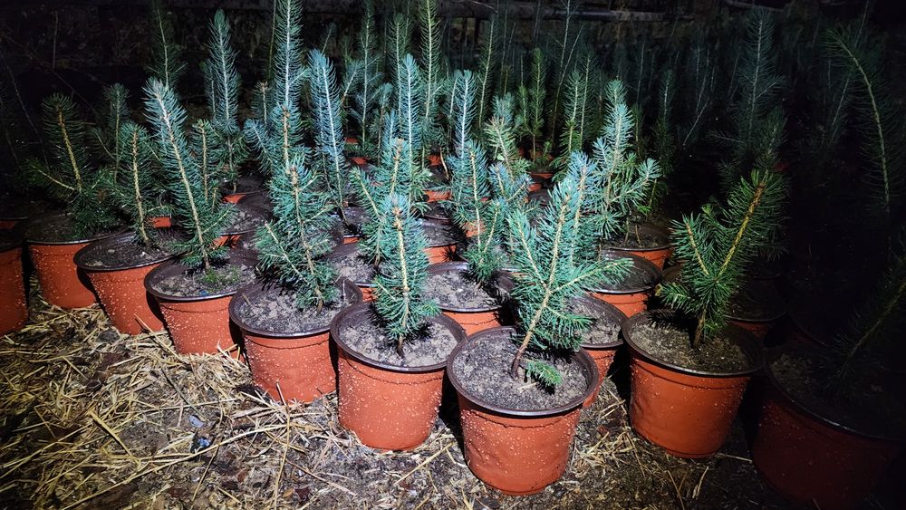 Голубой ель кучатлари сотилади