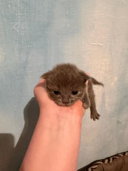 Отдаём  котята в добрые руки