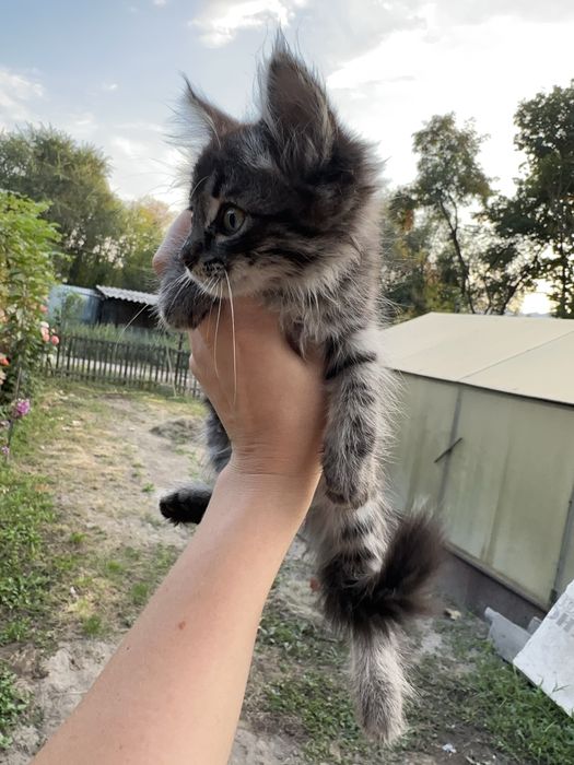 Отдадим котят в хорошие руки