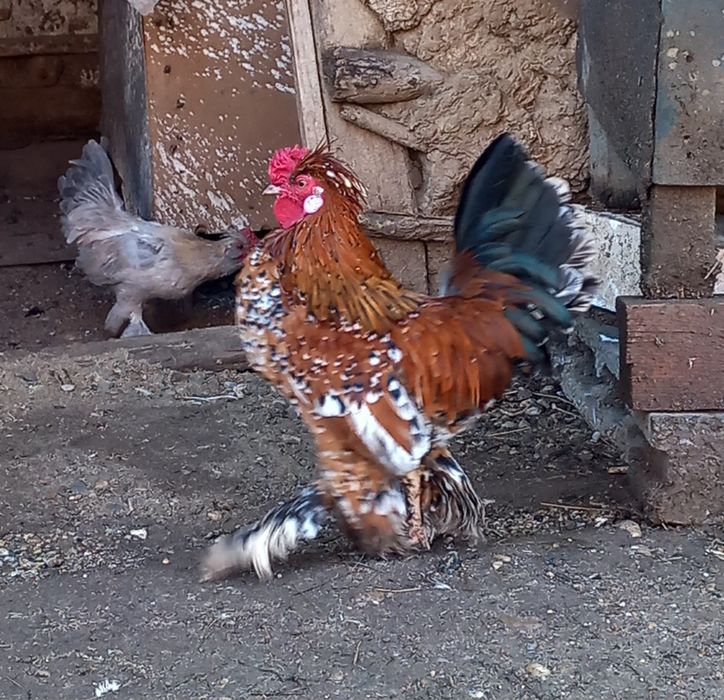 Cocoși struma bantan și wiandote