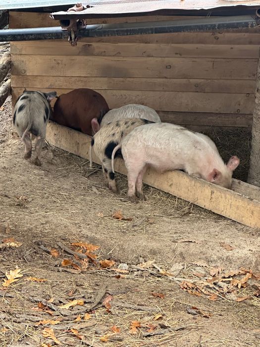 Продавам прасета