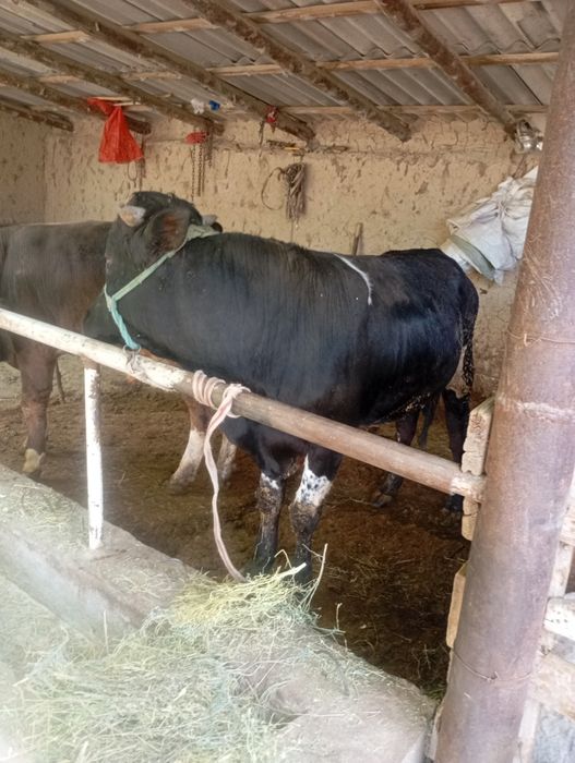 Бык 1,5 года на откорме