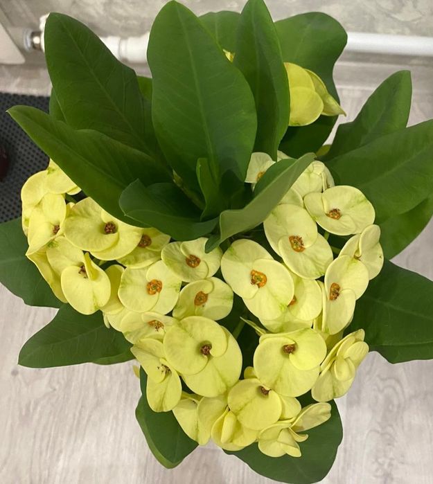 Комнатный цветок эуфорбия (молочай Миля)