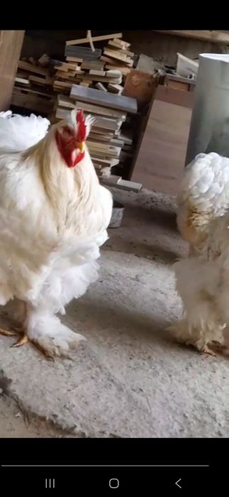 Кохинхин стандарт