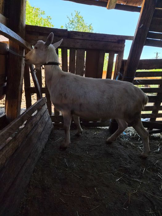 Vand doua capre iede de un an jumatr