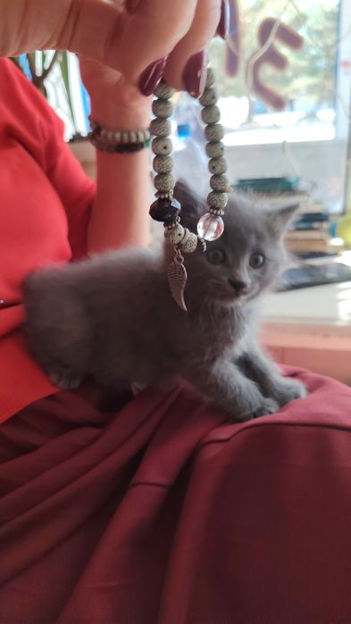 Котёнок маленький