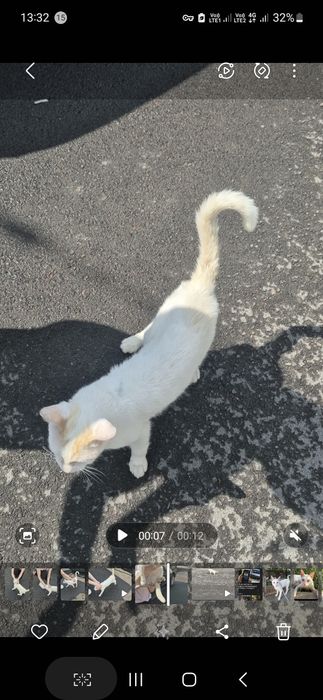 Срочно отдам в хорошие руки кота