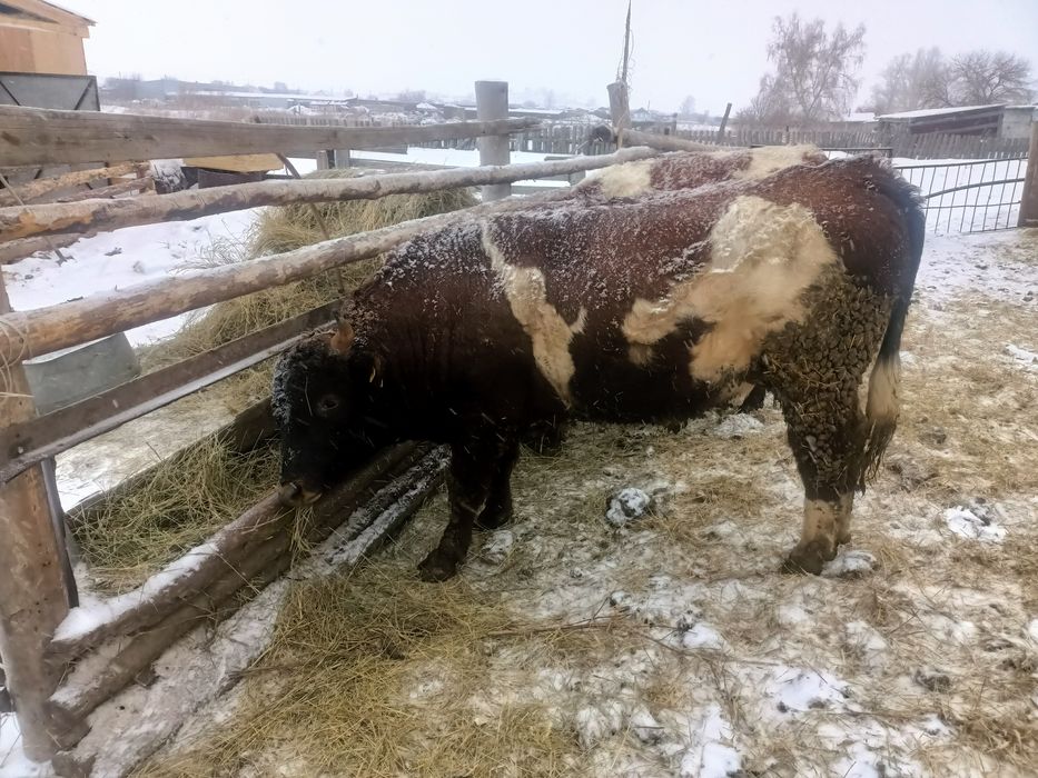 Продам 3 быка...