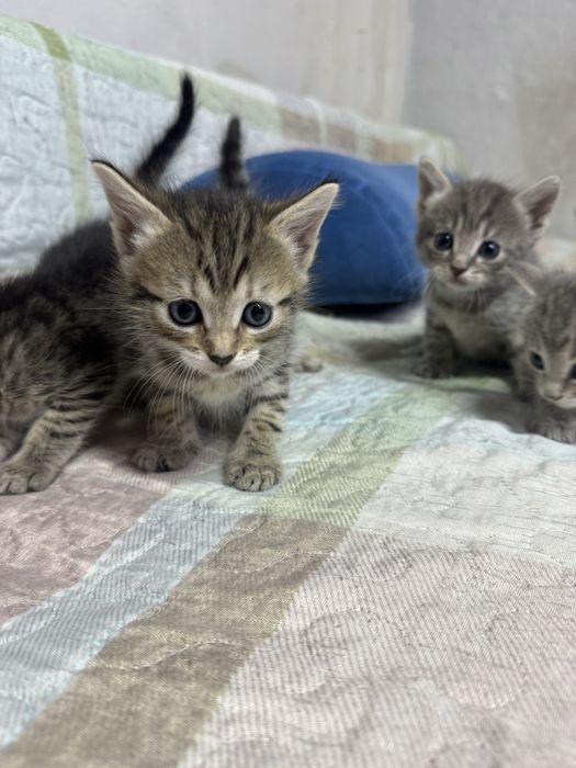 Отдам котят бесплатно. Срочно!