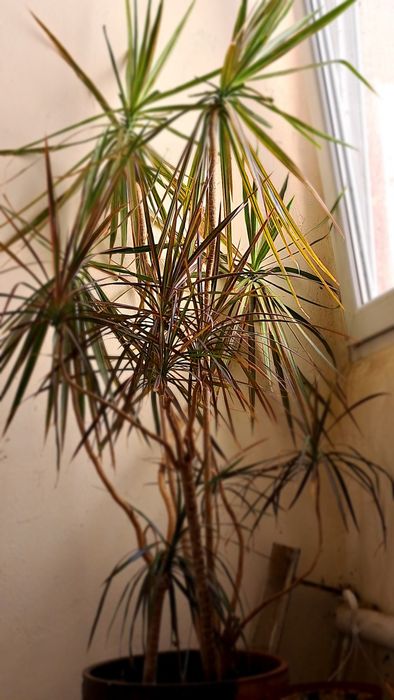 Драцена Маргината