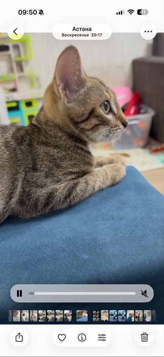 Отдам котенка в хорошие руки