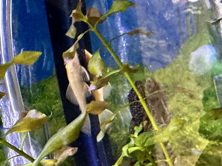 Анцитрусы светлые и темные