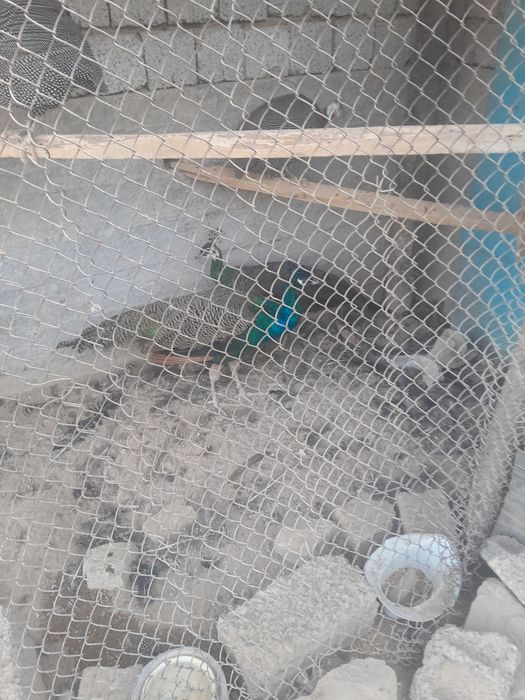 1 juft Tovus sotiladi manzil Toshkent viloyati Boka tumani