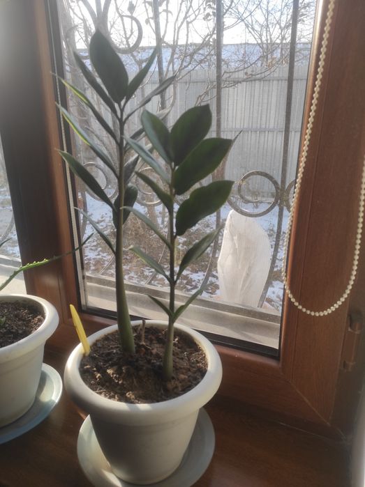 Долларовое дерево