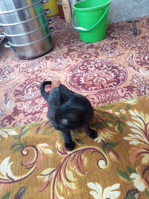 Qora rangli uy mushugi sotiladi