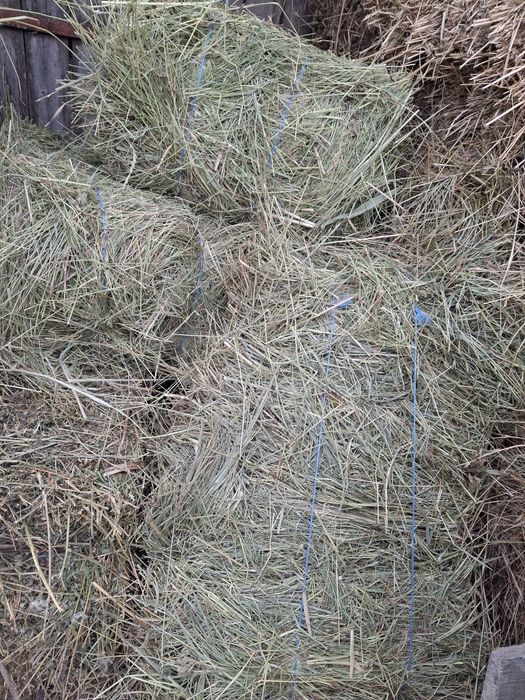 Vând baloti de fân