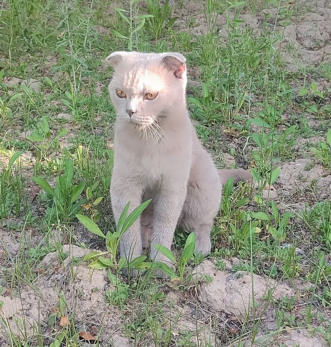 Scottish Fold mushugi sotiladi