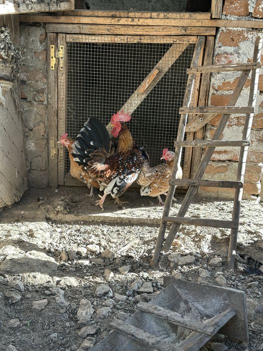 Gaini si cocosi americani pitici