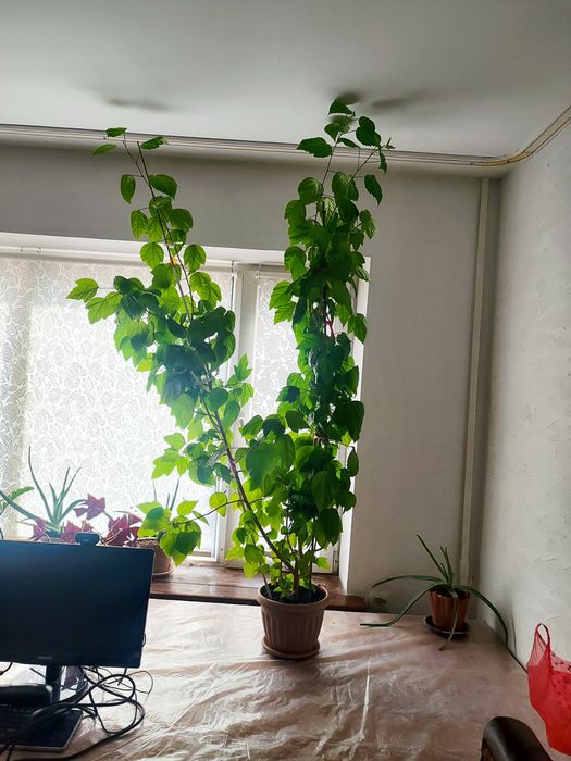 Роза дамашняя китайская гибускус