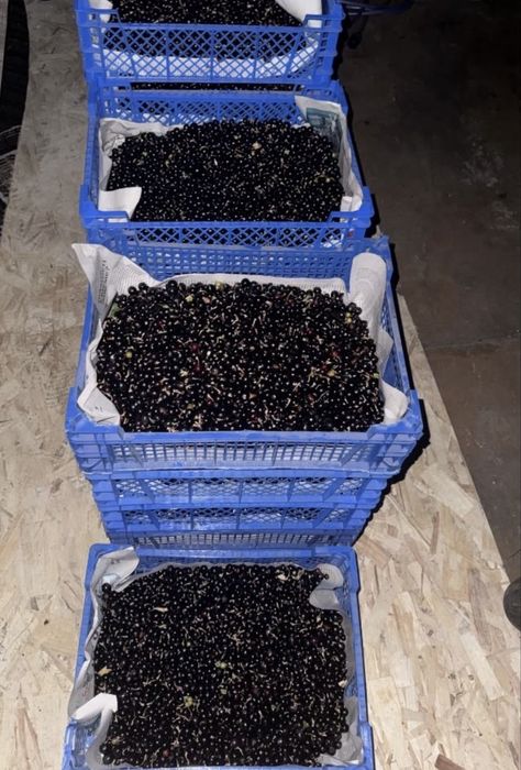 Продам смородину каждый день