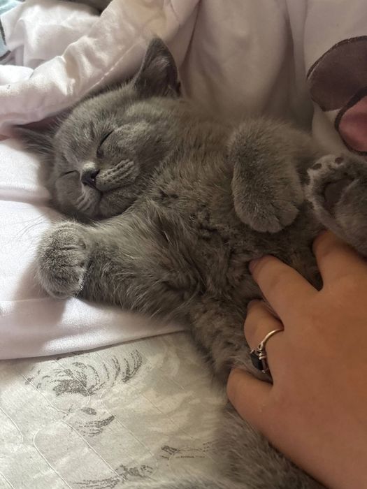 Британские котята