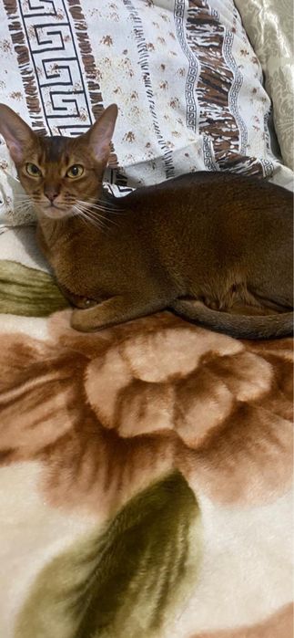 Абиссинская кошка 1,2 месяца