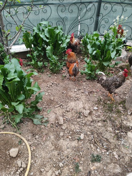 Петухи домашние (хурозлар)