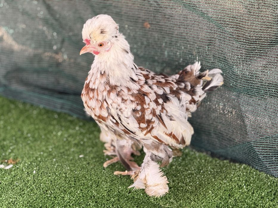 Продавам Бреговски джинки от снимките