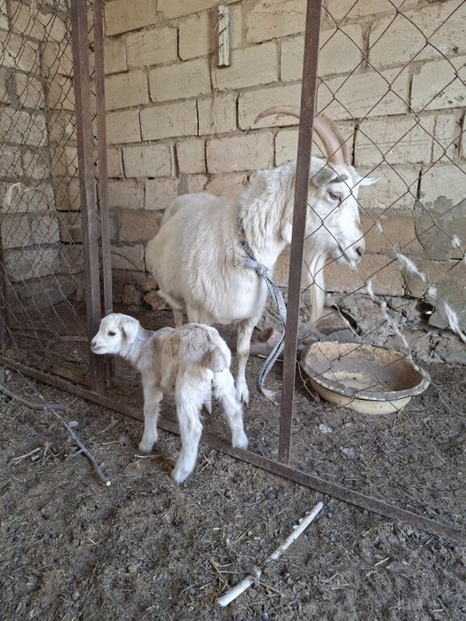 Занен Сүтті ешкілер сатылады