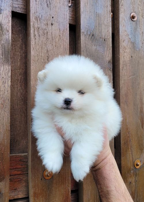 Померан-мини шпиц !!!