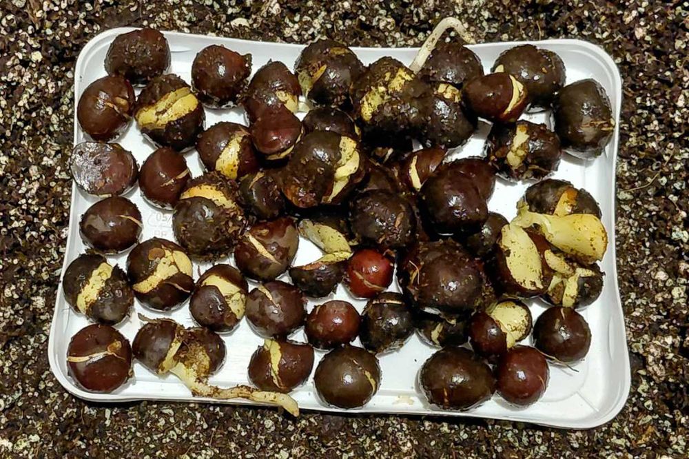 Семена на китайски чай Camellia sinensis - покълнали