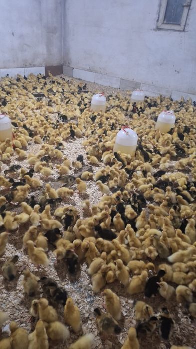 Гуси губернатор 4 дневный