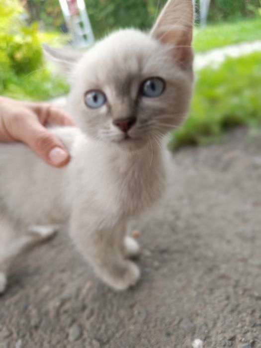 Отдам кота в хорошие руки