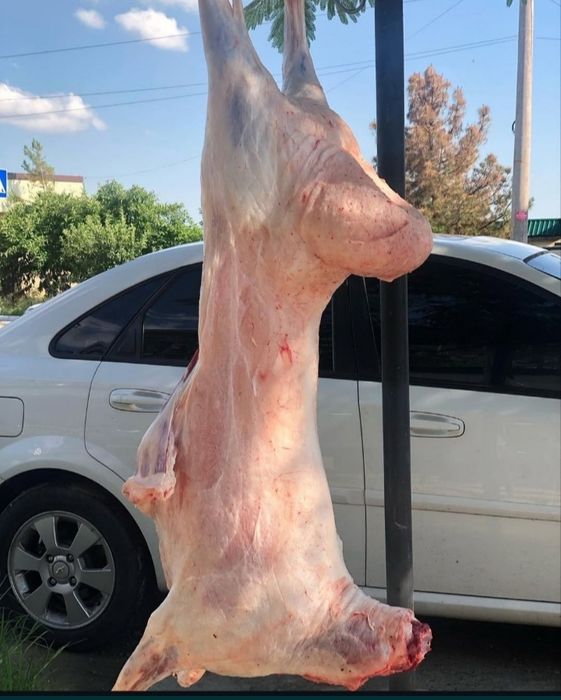 Qassob hizmati bor qoʻylarni halol va pokiza suyib beramiz