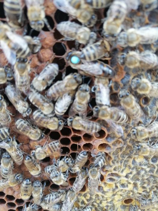 Vand familii de albine