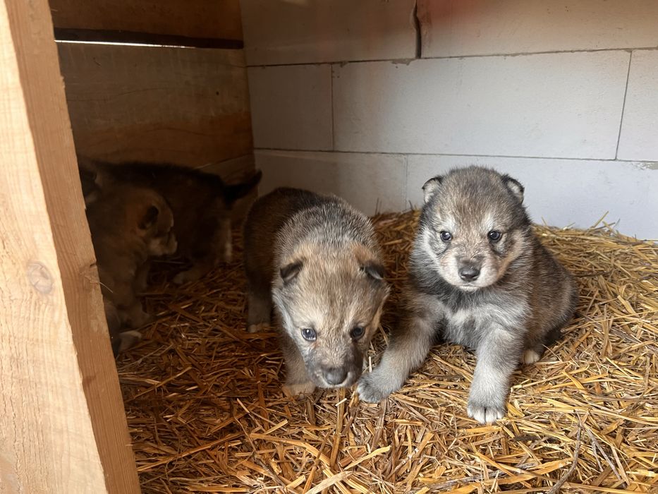 Catei Lup Cehoslovac cu Husky.  Nu trimit in tara!!