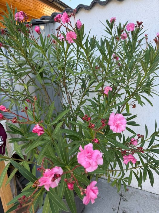 Plante de curte la ghiveci  are cam 1.5..1.7 m
